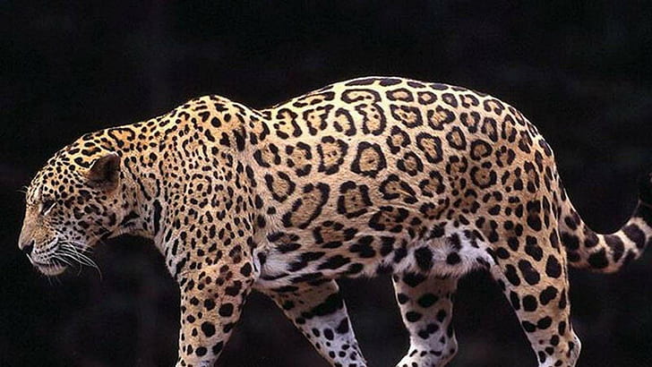 Powerful Leopard, tiger, pets, cubs, big cats, nature, wildlife, lion, small cats, leopard, spots, jaguar, animals, HD wallpaper