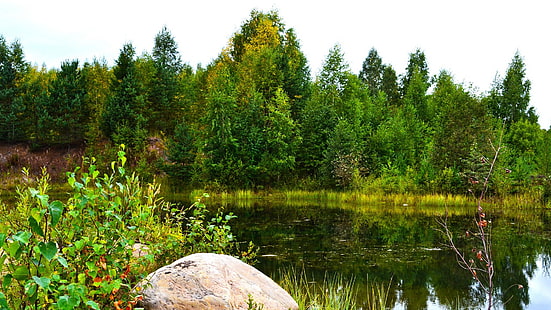 природа, зелень, лесная поляна, лес, HD обои HD wallpaper