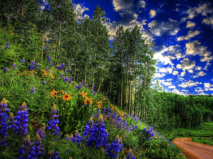 Sentiero nel bosco, percorso, nture, erba, verde, fiori, alberi, foresta, pendenza, estate, nuvole, 3d ed estratto, Sfondo HD
