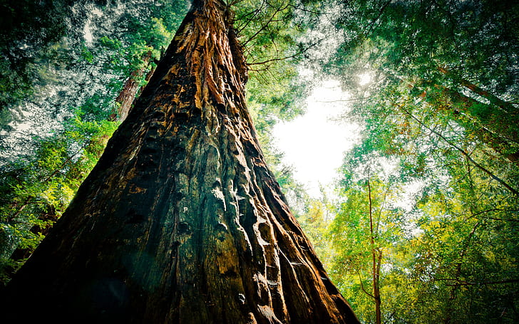 Redwood Extreme, brown tree trunk, hdr, high dynamic range, tree, nature, HD wallpaper