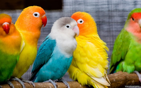 zwierząt, ptaków miłości, obrazów ptaków miłości, ptaków miłości s, Tapety HD HD wallpaper