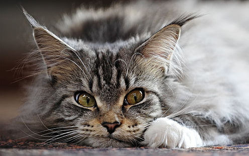 Adorable Maine Coon Cat, Maine Coon, adorable, con sueño, Fondo de pantalla HD HD wallpaper