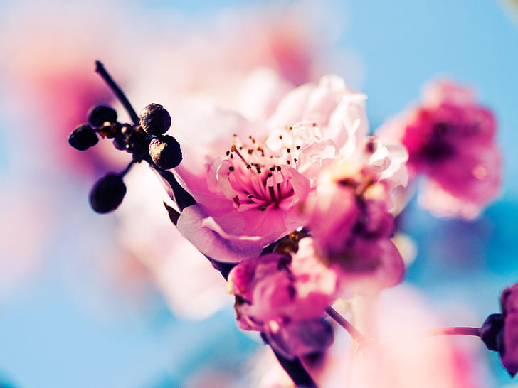 Sakura blossom rosa blommor, rosa sakura blomma, Sakura, Blossom, Pink, Flowers, HD tapet