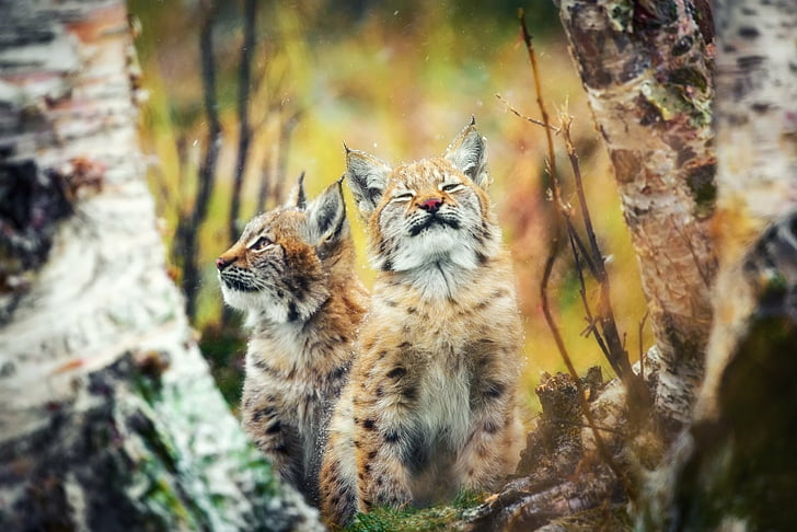 Kucing, Lynx, Bayi Hewan, Kucing Besar, Anak Kucing, Satwa Liar, Wallpaper HD