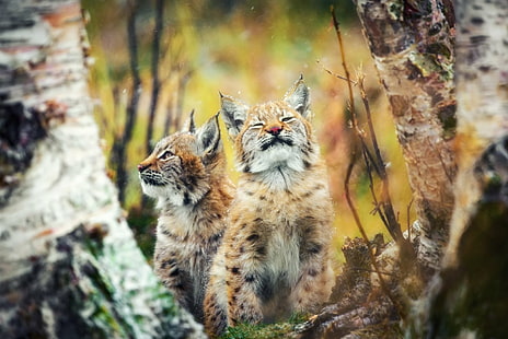 Cats, Lynx, Baby Animal, Big Cat, Cub, Wildlife, HD wallpaper HD wallpaper