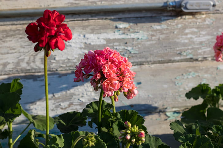 kwiaty, różowe, Tapety HD