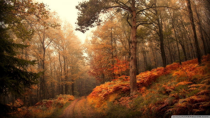 gli alberi a foglia verde e marrone si avvicinano al percorso, alla foresta, alla caduta, al percorso, Sfondo HD