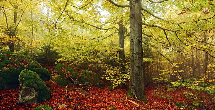 marrom e preto árvore camuflagem composto arco, natureza, paisagem, outono, floresta, névoa, musgo, faia, folhas, alemanha, árvores, manhã, HD papel de parede