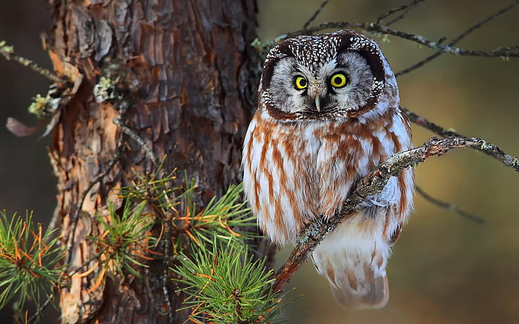 Cute Little Owl, owl, tree, HD wallpaper