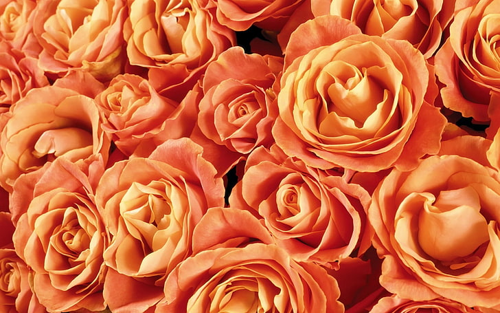 bunch of orange rose flowers, roses, buds, flowers, much, HD wallpaper