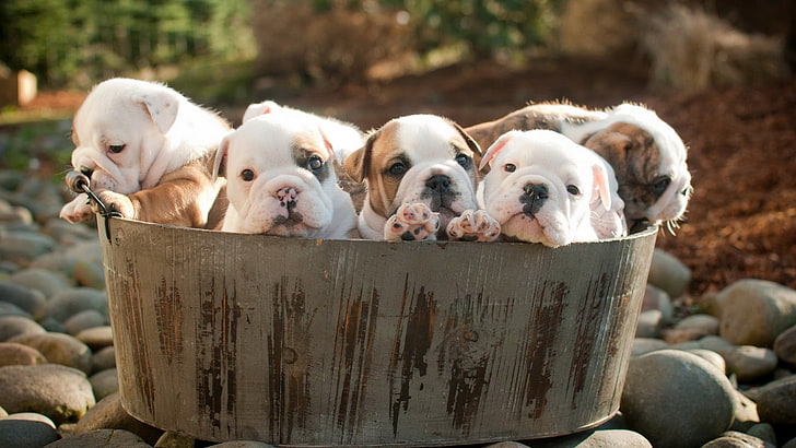 liter of tricolor puppies, puppies, dog, animals, HD wallpaper