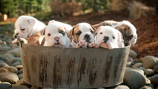 litro di cuccioli tricolori, cuccioli, cane, animali, Sfondo HD HD wallpaper