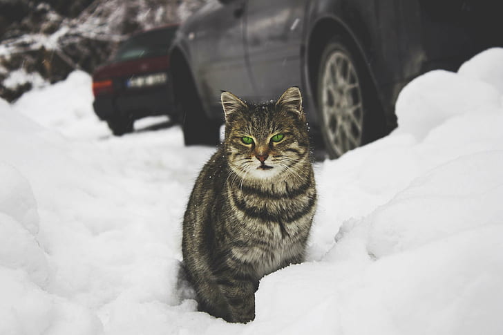 adorable, animal, big cat, cars, cat, close up, cold, cute, daylight, domestic, eyes, feline, frost, fur, ice, kitten, kitty, looking, mammal, outdoors, pet, sit, snow, tabby, whiskers, winter, young, public domain images, HD wallpaper
