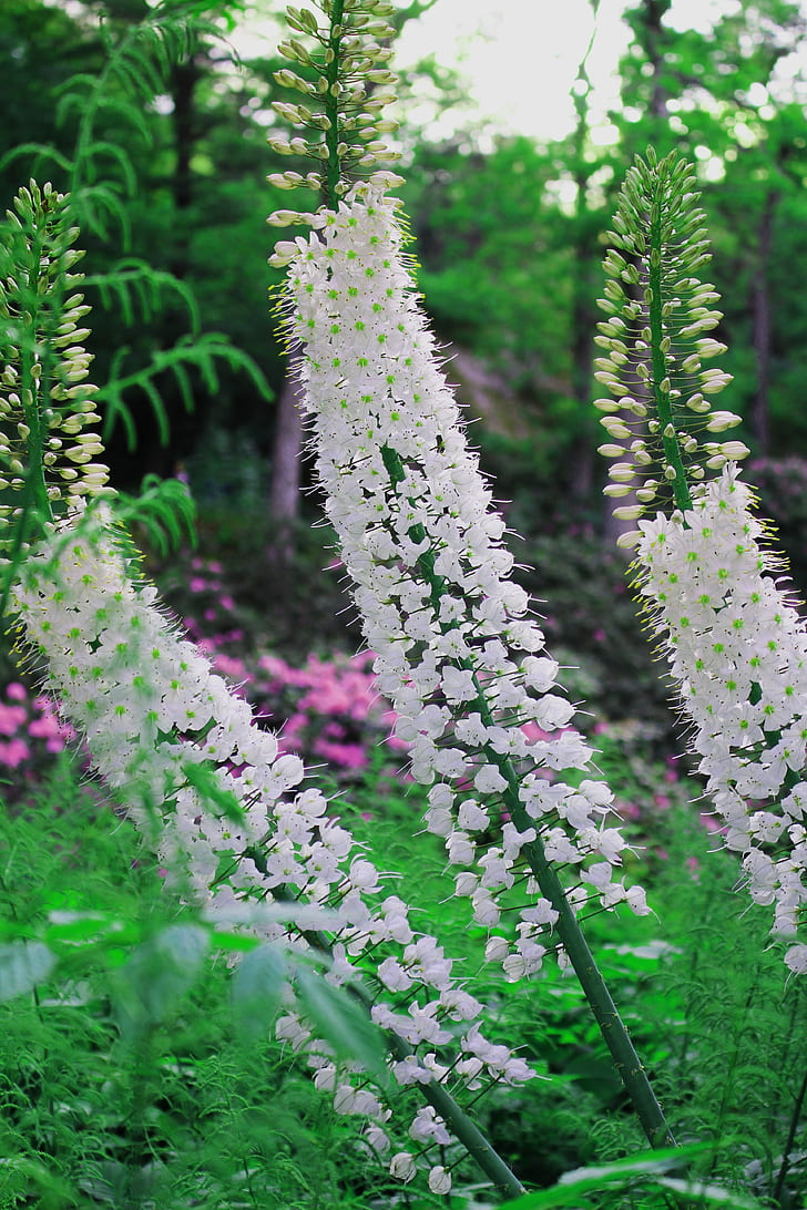 fiori, estate, Sfondo HD, sfondo telefono
