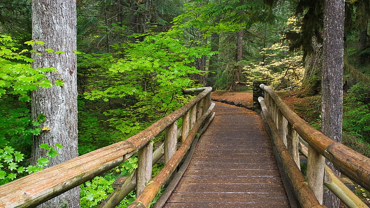 Bridge Wood Path Trail Forest Trees HD, nature, trees, forest, bridge, path, trail, wood, HD wallpaper