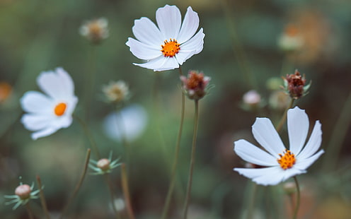 ดอกไม้กลีบดอกสีขาวและสีชมพู, มาโคร, ธรรมชาติ, ดอกไม้, คอสมอส (ดอกไม้), เดซี่, วอลล์เปเปอร์ HD HD wallpaper
