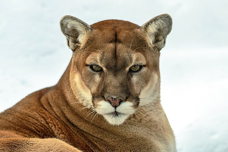 Puma cougar, puma, cougar, mountain lion, wild cat, predator, look, HD wallpaper