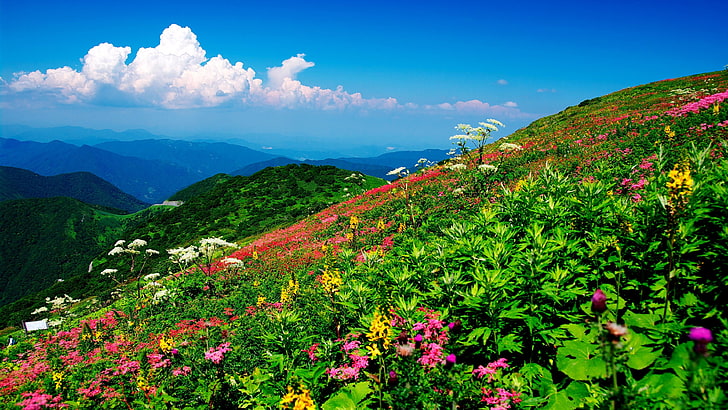 campo de flores, tapete de flores, céu, natureza, céu azul, montanha, flores silvestres, região selvagem, primavera, encosta, flor, colina, prado, pastagens, HD papel de parede