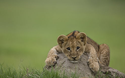 brown leopard, nature, animals, lion, baby animals, depth of field, HD wallpaper HD wallpaper