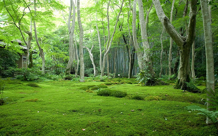 Green Nature Trees Forest Grass Photo Download, green lawn grass, trees, download, forest, grass, green, nature, photo, HD wallpaper