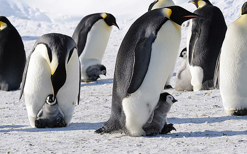 Pingouins empereur antarctique oiseaux bébés neige mignonne HD fond, les pingouins et leurs jeunes, oiseaux, antarctique, bébés, fond, mignon, empereur, pingouins, neige, Fond d'écran HD HD wallpaper
