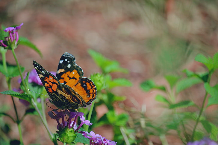orange and black monarch butterfly, butterfly, flower, patterns, HD wallpaper
