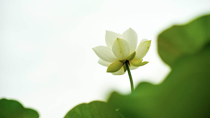 vit blomma med gröna blad, vit blomma, gröna blad, Inga, Super, Takumar, F1.4, 蓮, Lotus, natur, blad, växt, kronblad, blommahuvud, lotus näckros, sommar, blomma, HD tapet