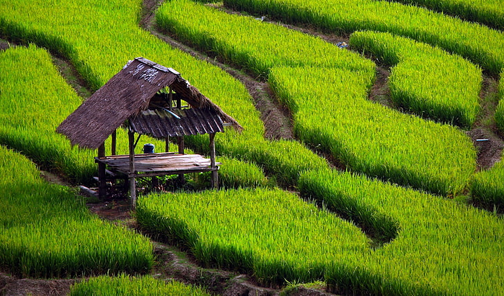 brown wooden shack, grass, table, track, canopy, rice fields, HD wallpaper