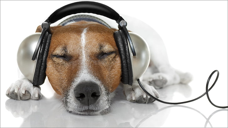 犬、ヘッドフォン、リラックス、音楽、動物、おっと、犬、その他、情報、後者、 HDデスクトップの壁紙