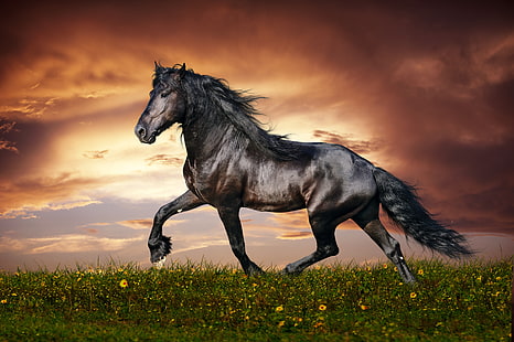 cavalo preto, cavalo, corrida, pôr do sol, campo, grama, flores, HD papel de parede HD wallpaper