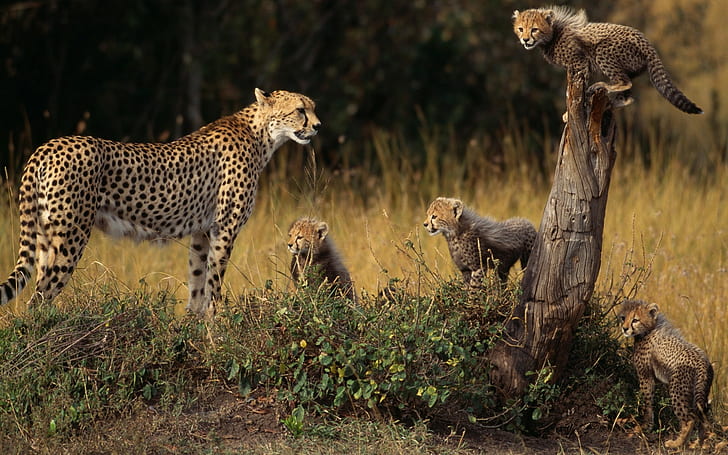 Tiere, Baby, Geparden, Familie, Baum, HD-Hintergrundbild