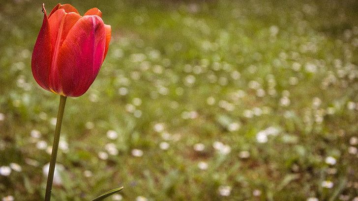 flores, tulipanes, naturaleza, Fondo de pantalla HD