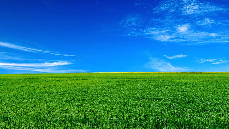grönt gräs, fält, himlen, landskap, horisont, HD tapet
