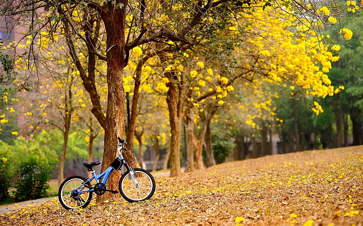 Bicicleta en el parque, bicicleta de cola dura negra y azul, paisaje, bosque, Fondo de pantalla HD