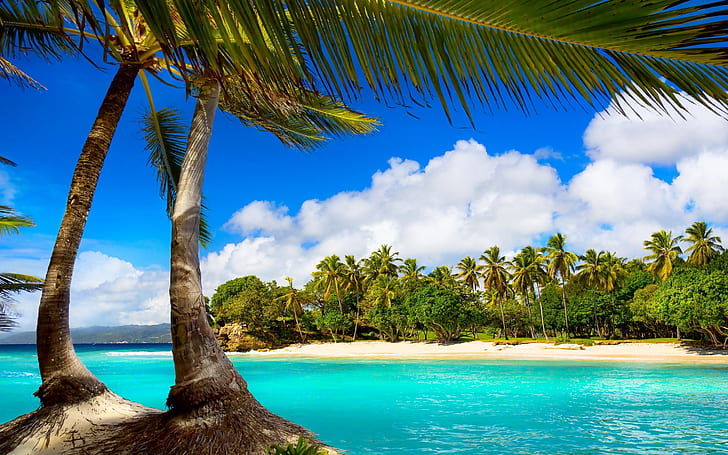 Exotische Palm Beach View, Palme, Strand, Meer, Landschaft, exotisch, HD-Hintergrundbild