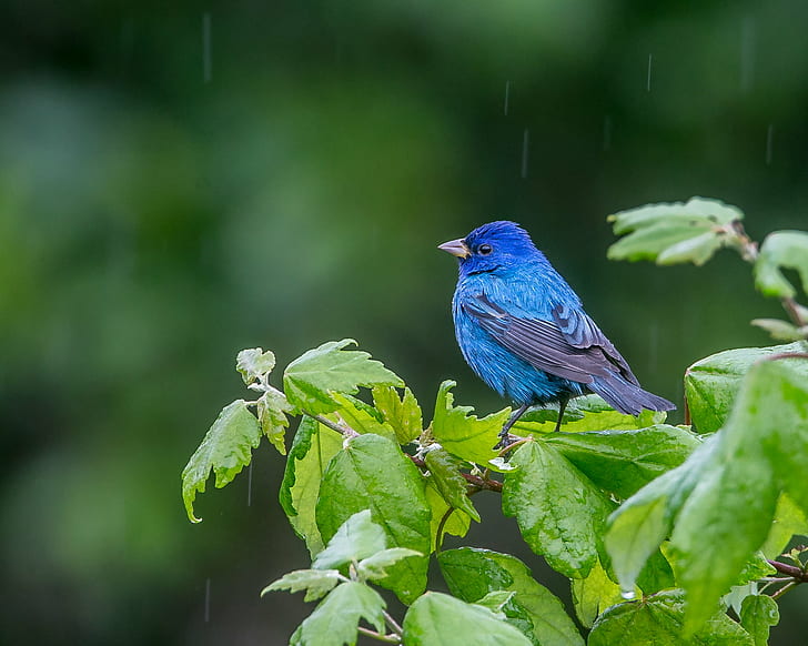 Синяя птица крупным планом фото, блюз, когда идет дождь, Синяя птица, макро, фото, Индиго Бантинг, Неаполь Флорида, Энди, птица, природа, живая природа, животное, филиал, HD обои