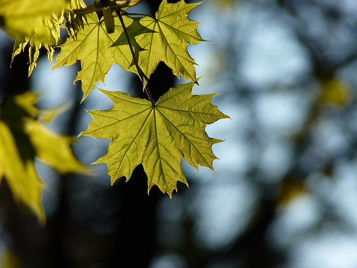 green leaf, maple, leaf, blur, HD wallpaper