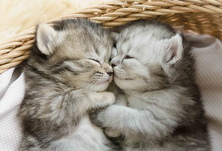 cute kittens, sleeping, cats, Animal, HD wallpaper HD wallpaper