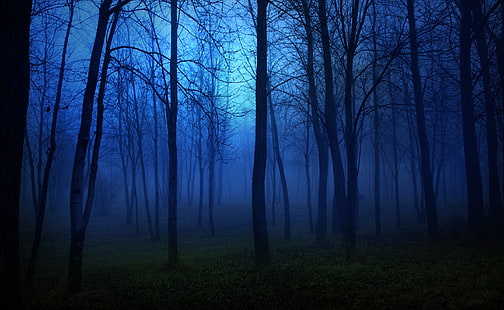 Night In The Forest, bidang hutan layu, Alam, Hutan, Malam, Hutan, Wallpaper HD HD wallpaper