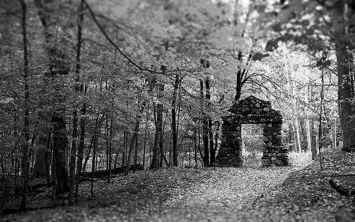 foto en escala de grises del bosque, negro, blanco, ruina, bosque, hojas, árboles, árbol caído, camino, puertas, monocromo, Fondo de pantalla HD