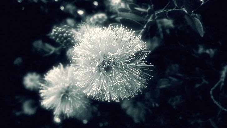белый одуванчик, цветок, растение, свет, HD обои