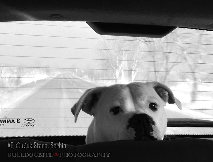 buldog amerykański, zwierzę, duże psy, buldog, pies, pies w samochodzie, zwierzę domowe, biały pies, Tapety HD