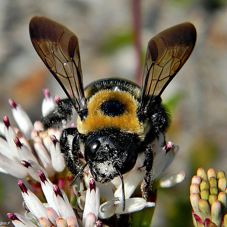 Пчела дърводелец, кацнала на бяло оцветено цвете в близък план, източна дърводелска пчела, xylocopa virginica, източна дърводелска пчела, xylocopa virginica, източна дърводелска пчела, Xylocopa virginica, бяла, цветна, близка фотография, таксономия, двучлен, Apidae, Palafoxia, palafox, Juno Дюни, Nikon Coolpix, местни пчели, опрашители, Palm, окръг, Флорида, NGC, насекомо, природа, пчела, макро, близък план, опрашване, животно, HD тапет