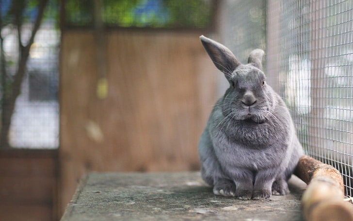 coniglio grigio, coniglio, ore, in una gabbia, Sfondo HD