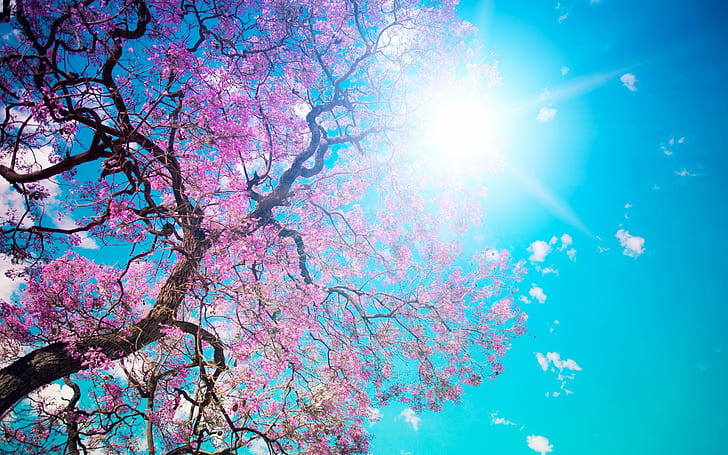 Blooming Spring HD, drzewo liściaste piink, natura, krajobraz, wiosna, kwitnienie, Tapety HD