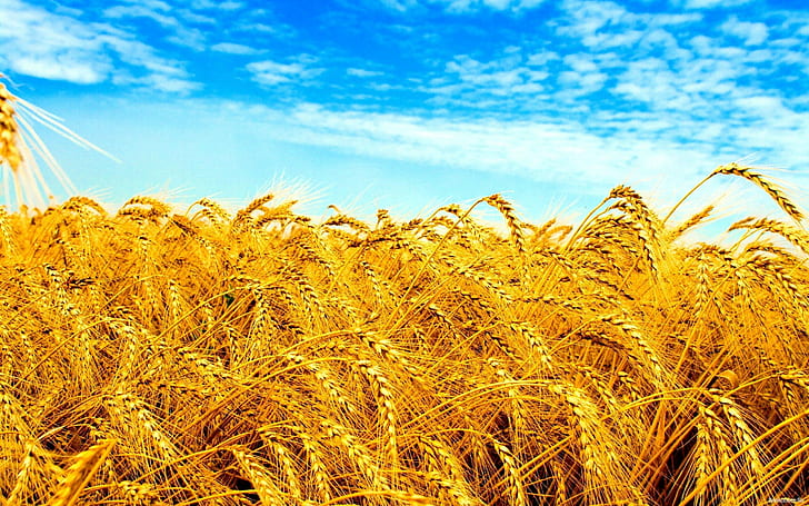 ukraine field wheat crops, HD wallpaper