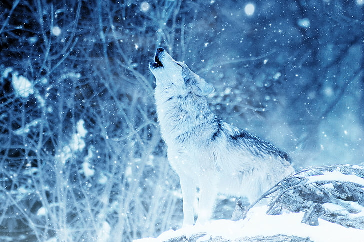 회색과 흰색 늑대, 늑대, 육식 동물, 하울, 포토샵, HD 배경 화면