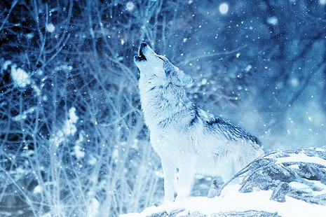 灰色と白のオオカミ、オオカミ、捕食者、ハウル、photoshop、 HDデスクトップの壁紙 HD wallpaper