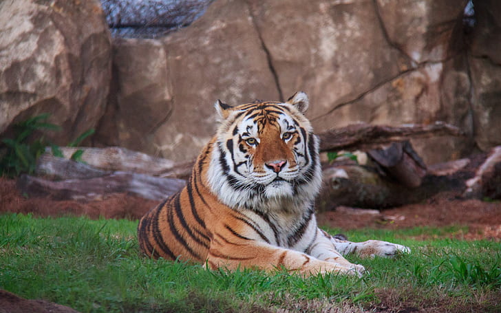 harimau siberia, latar belakang berbaring, predator, Unduh 3840x2400 harimau siberia, Wallpaper HD
