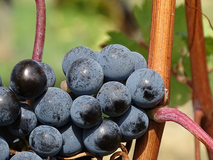 blur, close up, focus, food, fruit, grapes, grapevine, grow, health, juicy, macro, vine, vineyard, HD wallpaper